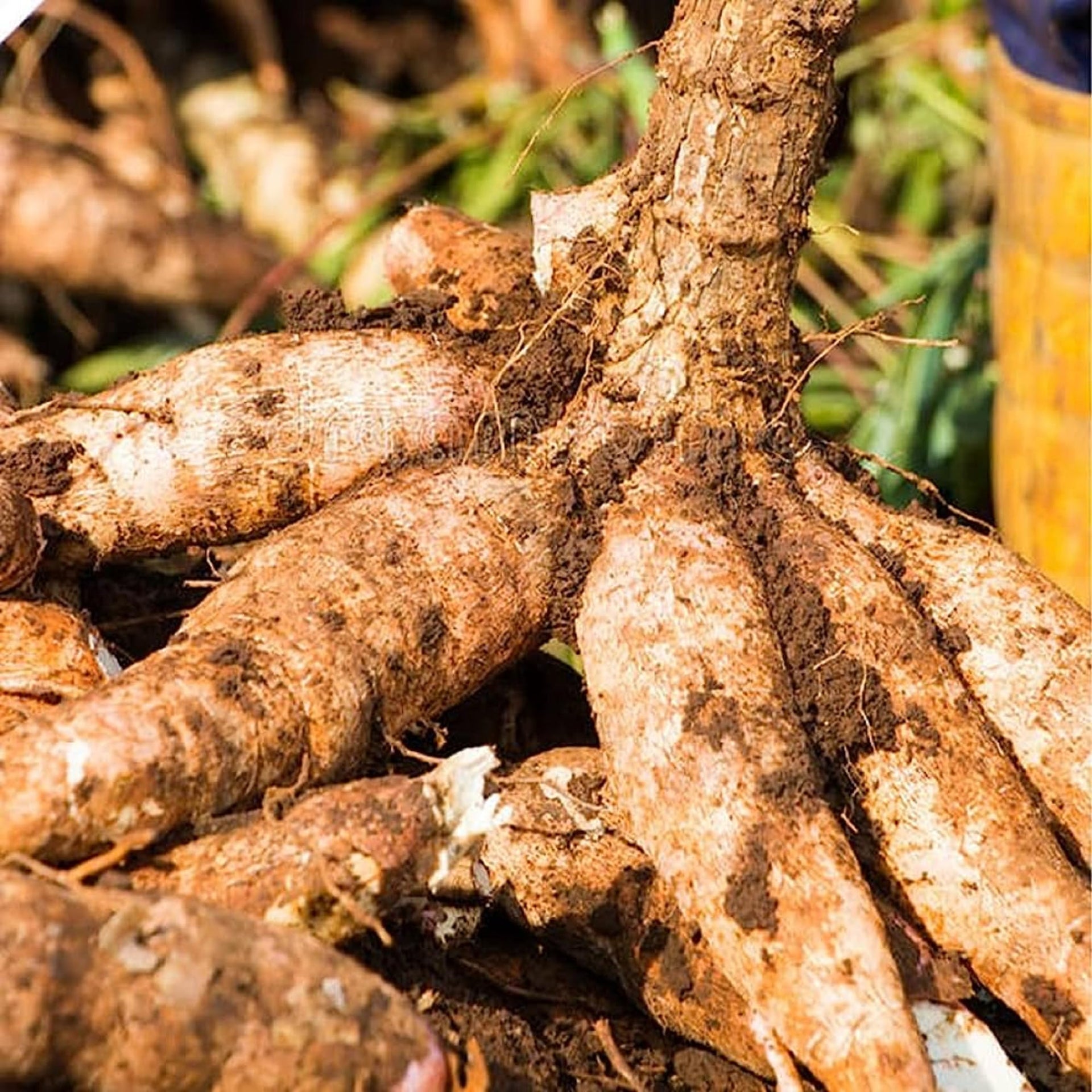 Cassava Vegetable Seeds for Planting  Heirloom, Non-GMO, Tropical Roo   Pure Asia Seeds