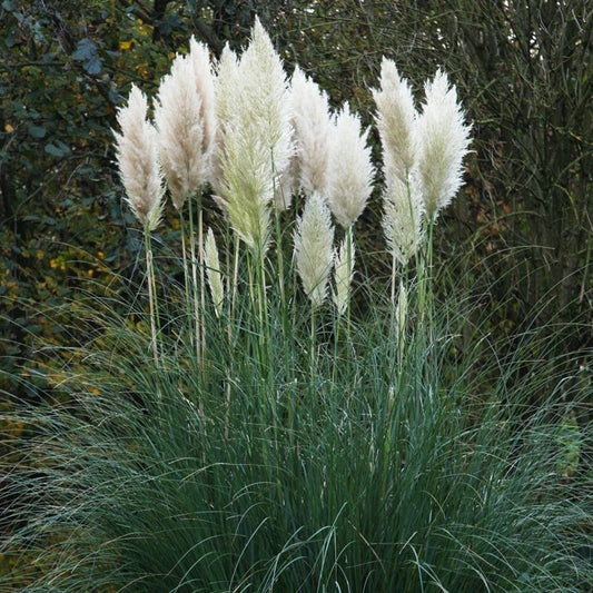 White Pampas Grass Flower Seeds (Cortaderia selloana)