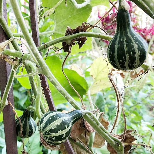 Tennessee Dancing Gourd Vegetable Seeds for Planting – Heirloom, Non-GMO, Easy to Grow, Annual