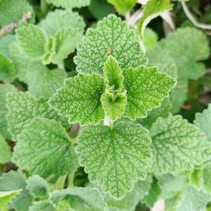 Semillas de marrubio (Marrubium vulgare) Semillas de hierbas