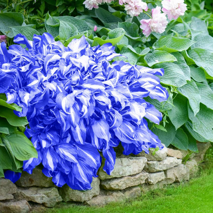 Hosta-Samen zum Pflanzen – Erbstück, Nicht-GVO, Mehrjährige Schattenpflanze, Hosta-Arten Laubsorten