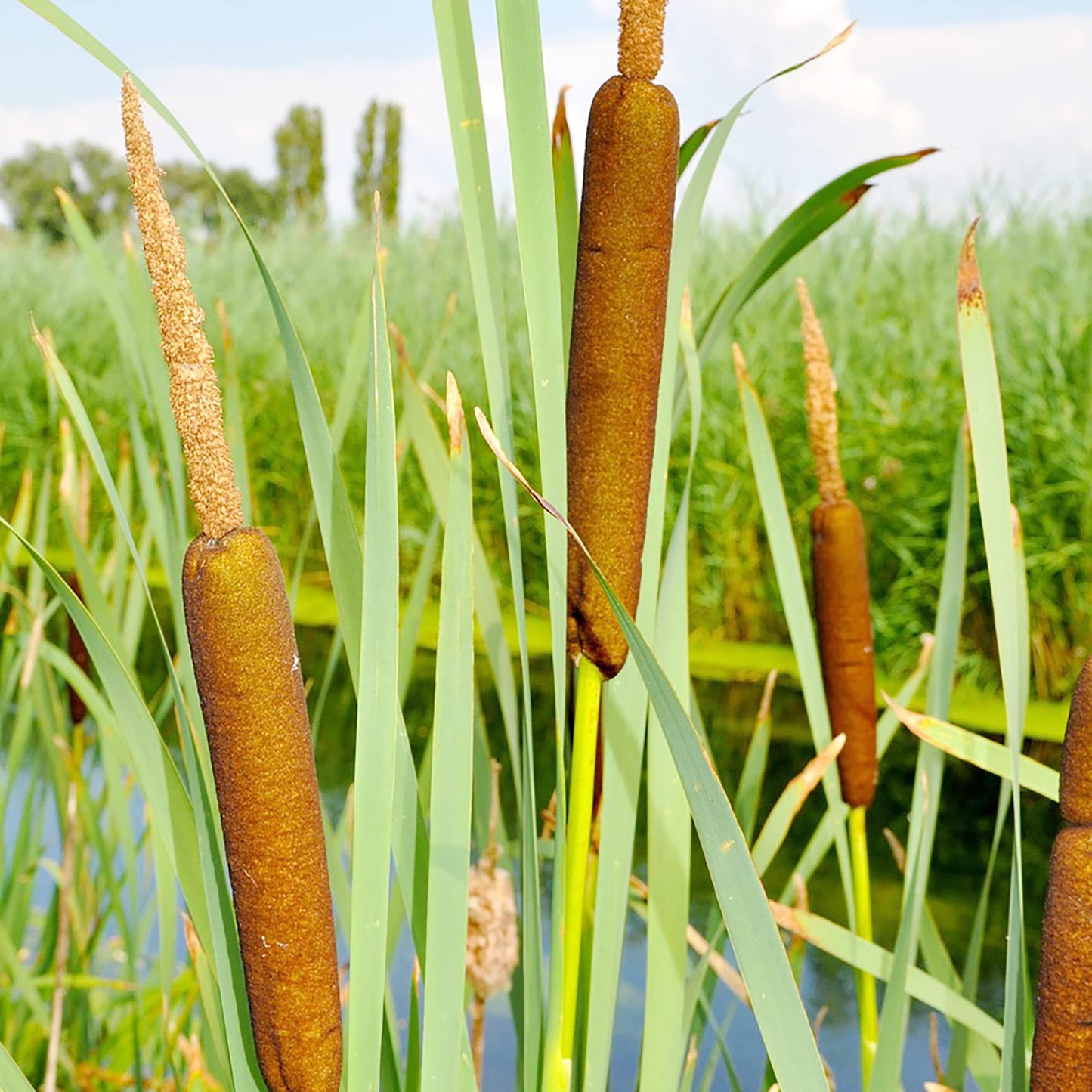 Cattail Herb Seeds