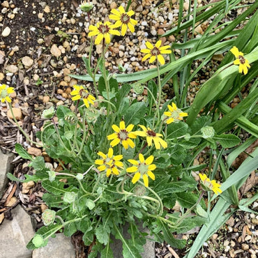 Chocolate Daisy Flower Seeds