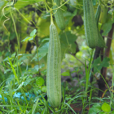 斜めのヘチマキア野菜の種