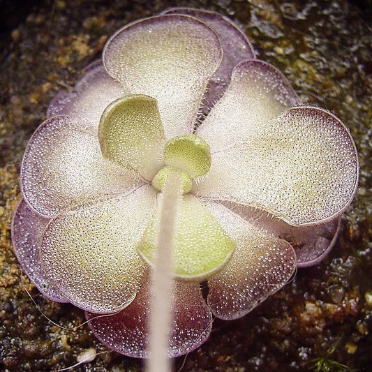 Pinguicula Cyclosecta Flower Seeds