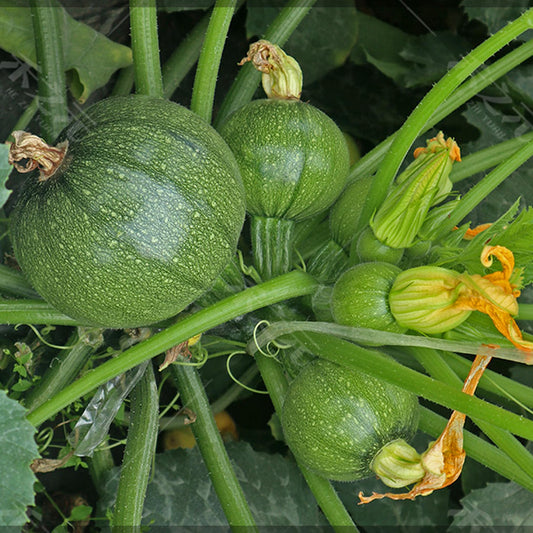 Round Zucchini Vegetable Seeds