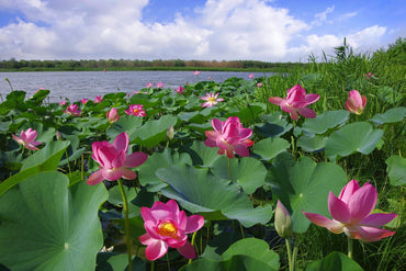 Rare Exotic Lotus Seeds – Collector’s Choice Aquatic Flower for Unique Garden Ponds