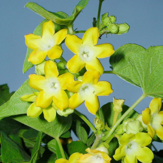Telosma Cordata Flower Seeds