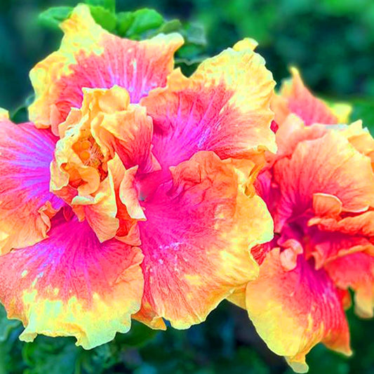 Pink Yellow Double Hibiscus Flower  Seeds