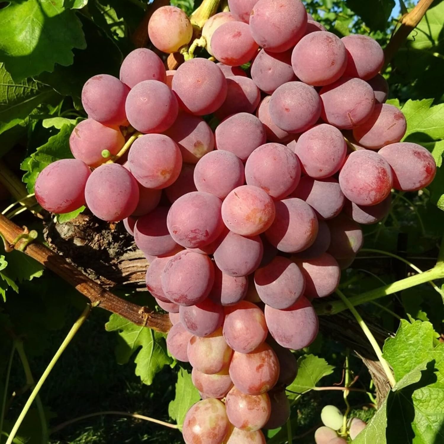 planting concord grape seeds Red Concord Grape Fruit Seeds for Planting – Heirloom, Non-GMO, Easy t – Pure Asia Seeds