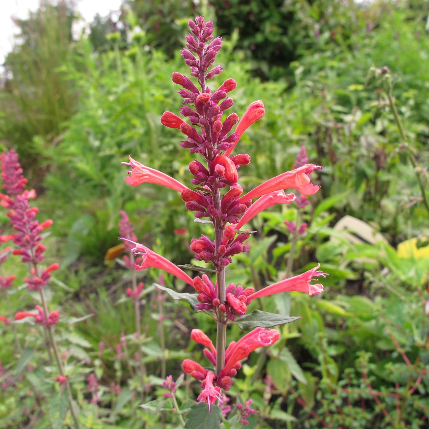 Tango Hummingbird Mint Herb Seeds