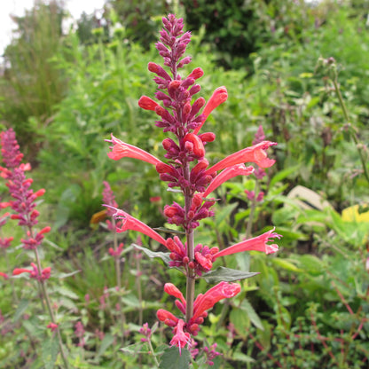 Tango Hummingbird Mint Herb Seeds