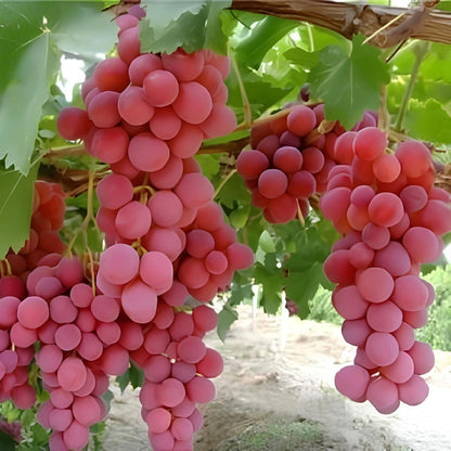 planting grapes from seeds Shop Red Globe Grape Seeds