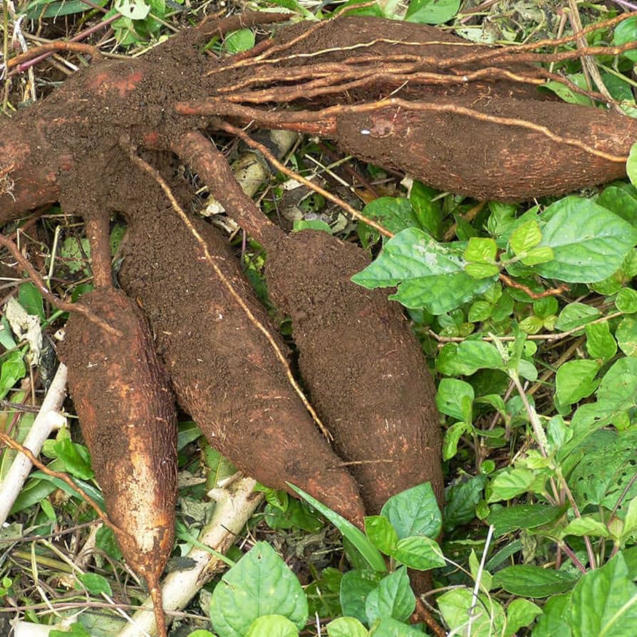 Cassava Vegetable Seeds