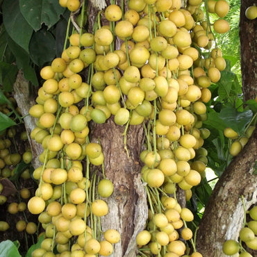Baccaurea Ramiflora Fruchtsamen