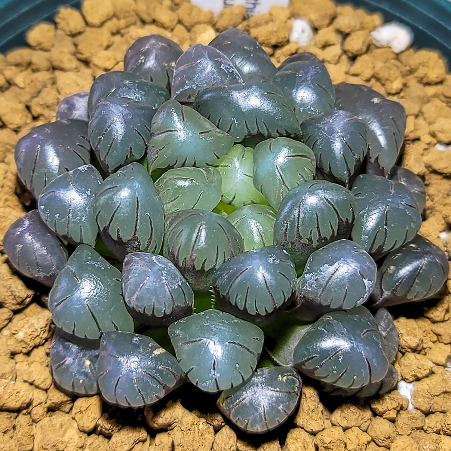 blue succulent seeds Haworthia Obtusa 'Crystal' Succulent Seeds for Planting – Heirloom, No – Pure Asia Seeds