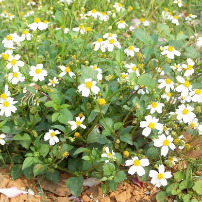 Bidens Alba Flower Seeds