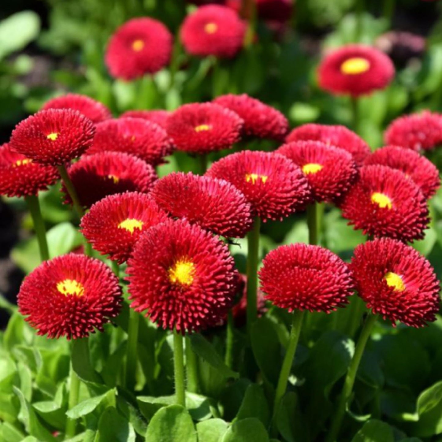 Bellis Perennis Galaxy Rose Flower Seeds