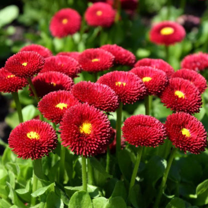 Bellis Perennis Galaxy Rose Flower Seeds