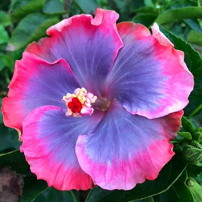Blau-Rosa Hibiskusblütensamen