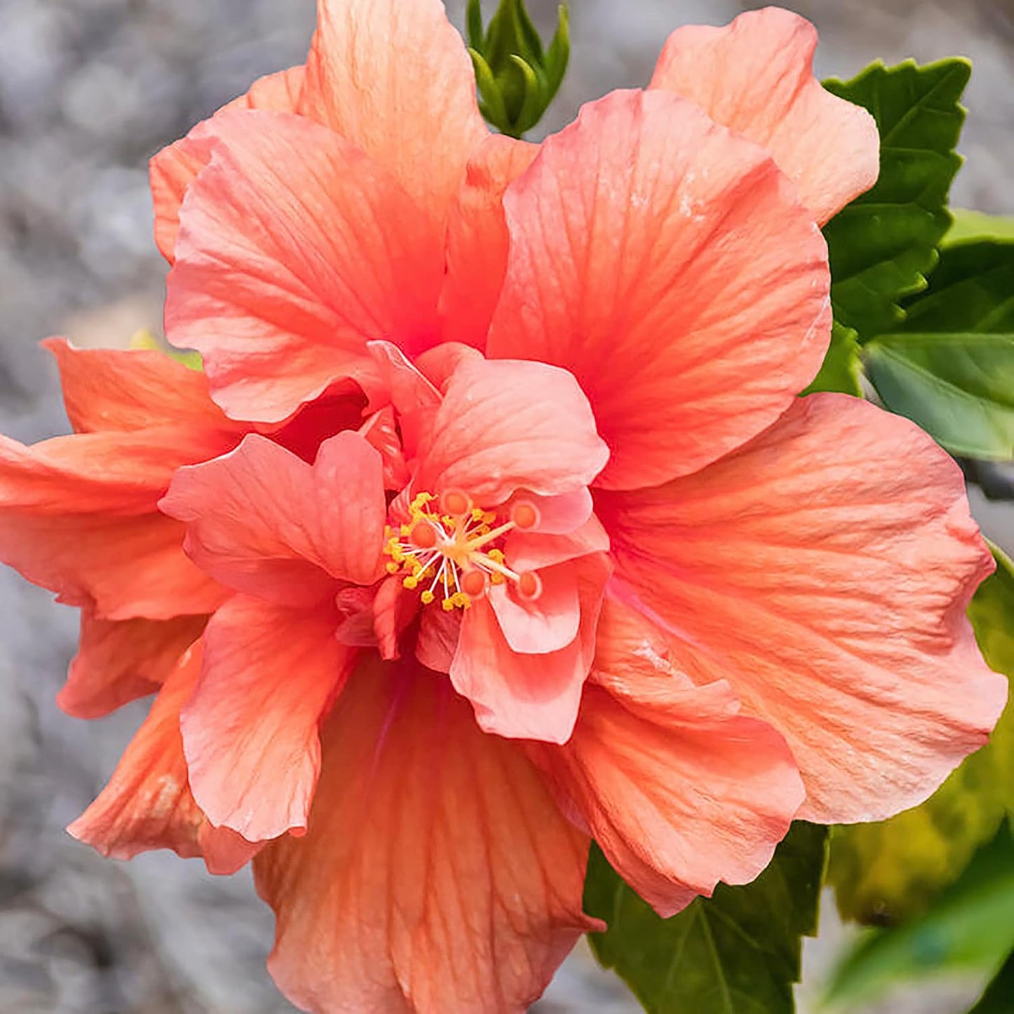 Double Pink Orange Hibiscus Flower Seeds