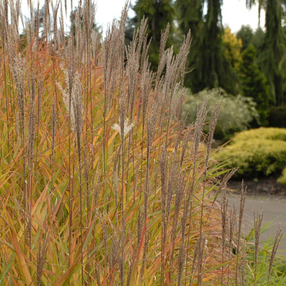 Miscanthus Sinensis Silbergras Kräutersamen