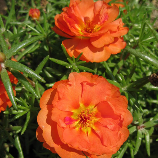 Orange Moss Rose Flower Seeds