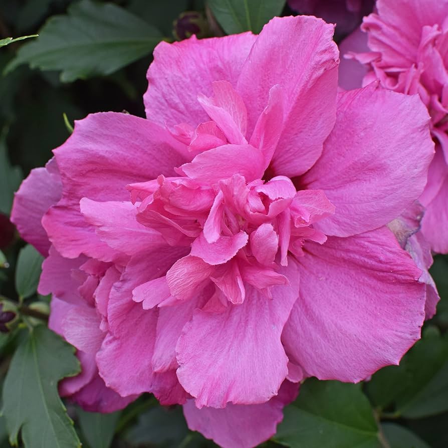 Pink Rose of Sharon Flower Seeds