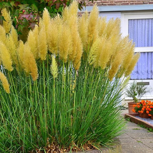Graines d'herbe de pampa jaune