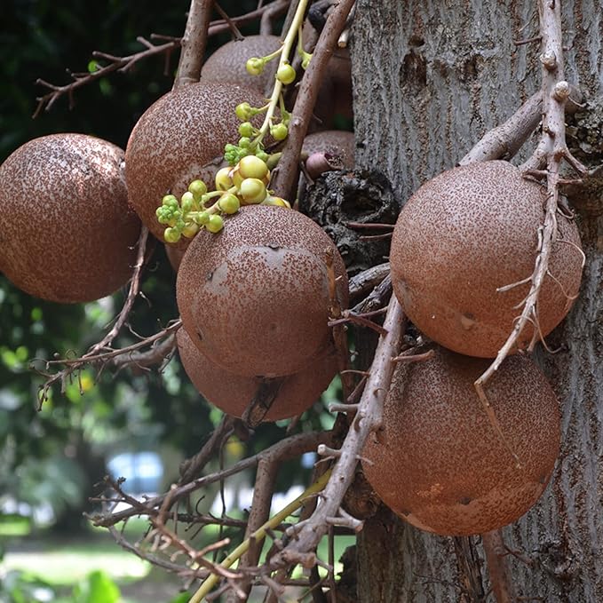 Graines de légumes de calebasse Cannonball
