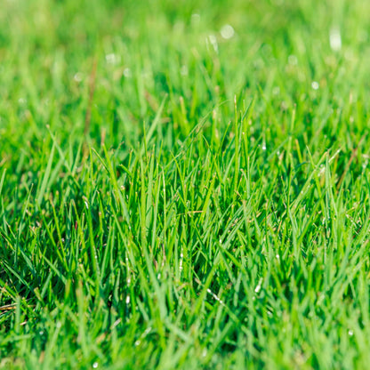 Zenith Zoysia Grass Herb Seeds