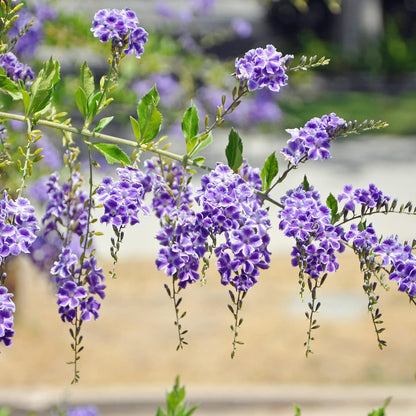 Duranta Erecta Flower Seeds