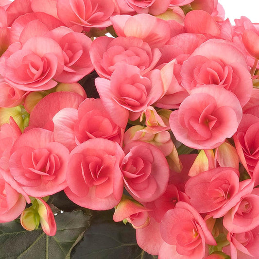 Pink Rieger Begonia Flower Seeds