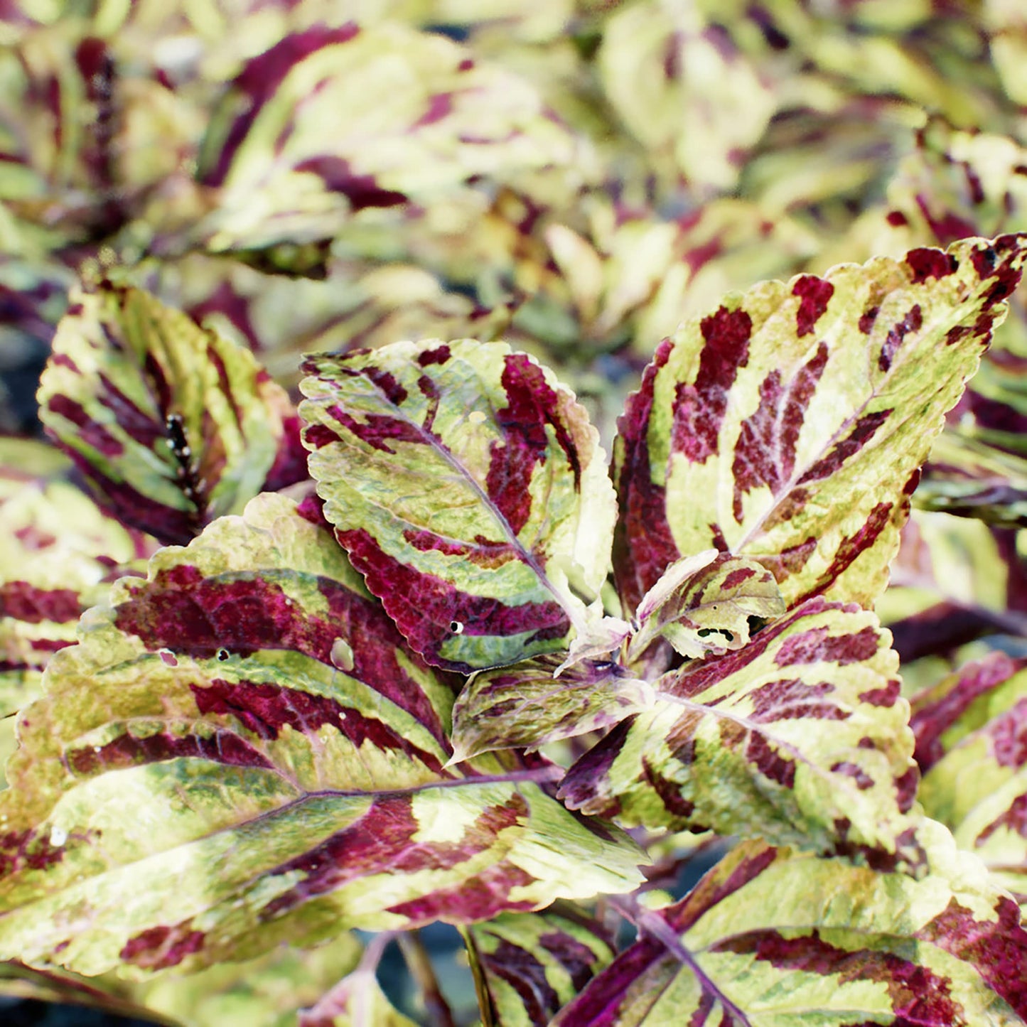 Wizard Mosaic Coleus Flower Seeds