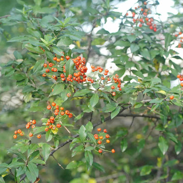 Scharlachroter Feuerdorn Pyracantha Coccinea Samen