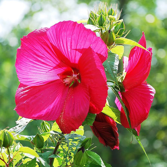 Pink Dinner Plate Hibiscus Flower Seeds