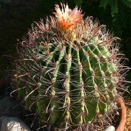 Semi di pianta di cactus a barile dolce