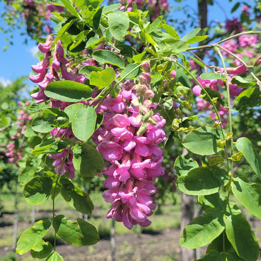 Purple Black Locust Flower  Seeds