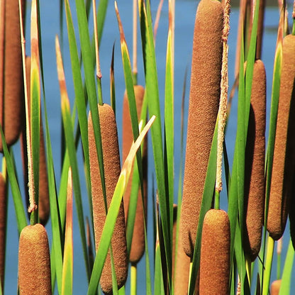 Cattail Plant Seeds