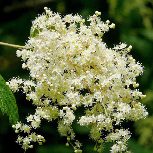 Holodiscus Discolor Flower Seeds