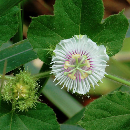 Passiflora Foetida Alba Flower Seeds
