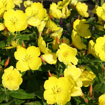 Hooker’s Evening Primrose Flower Seeds