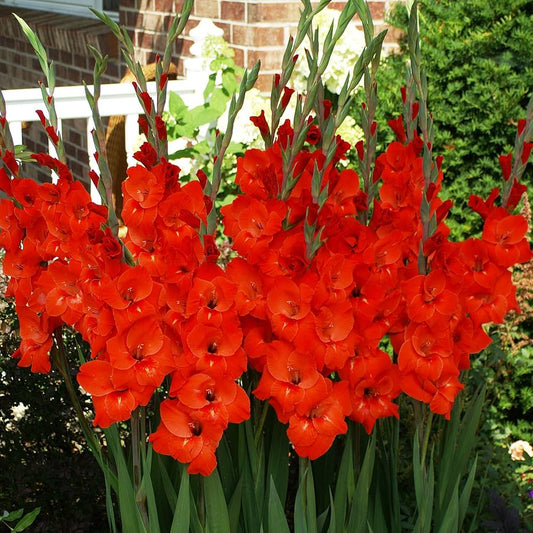 Red Gladiolus Flower Seeds