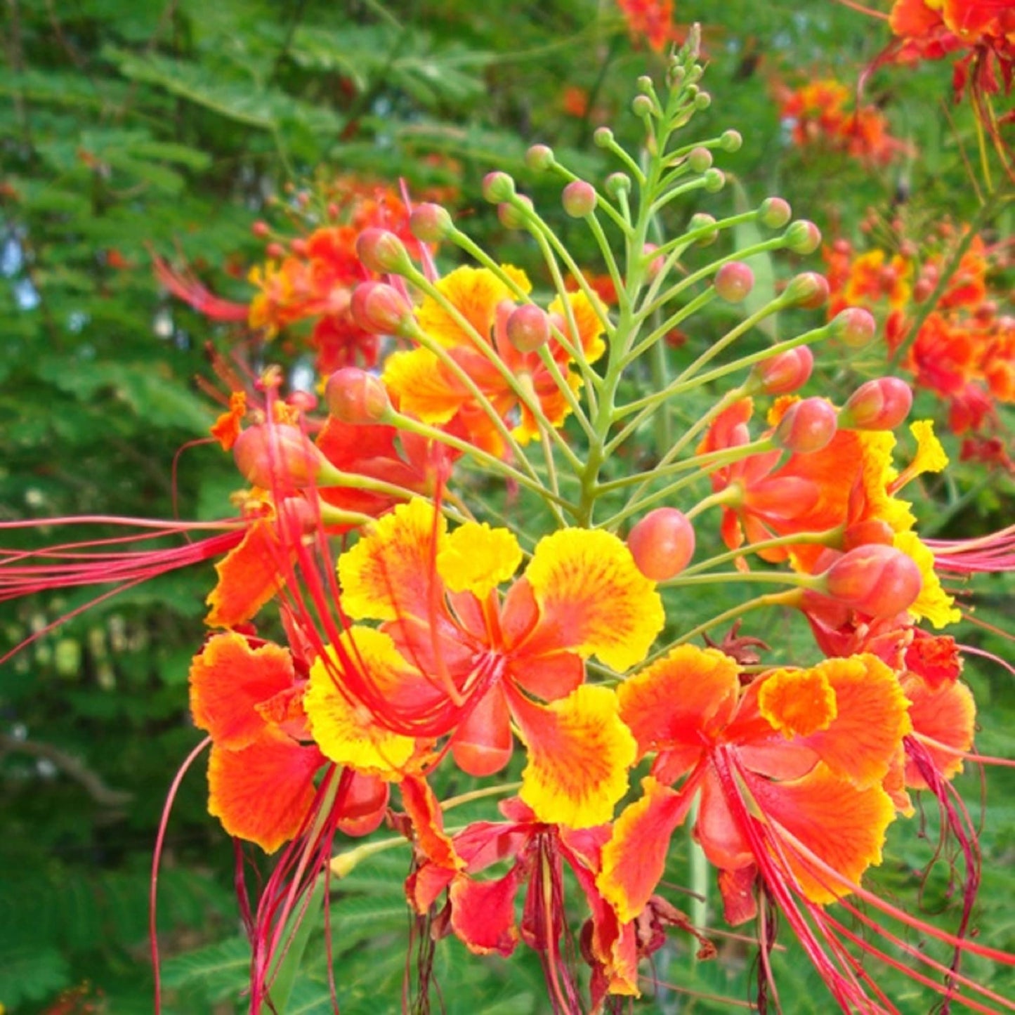 Semillas de arbusto Caesalpinia Pulcherrima 'Rubra'