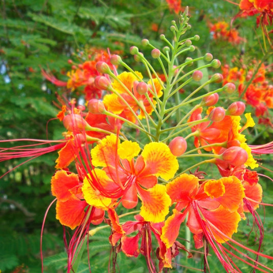Semillas de arbusto Caesalpinia Pulcherrima 'Rubra'