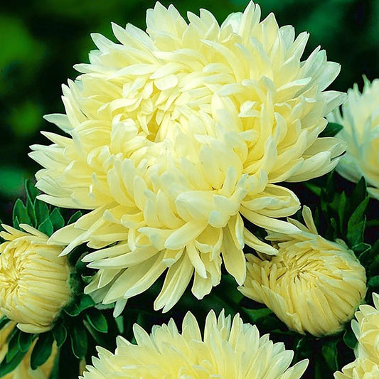 Callistephus Yellow Peony Aster Flower Seeds
