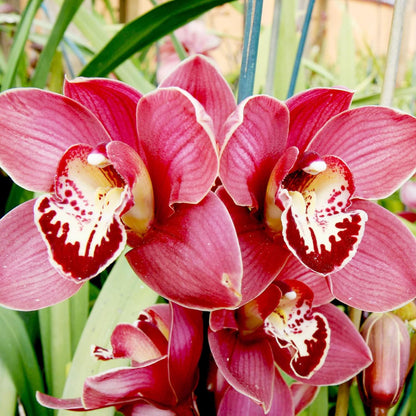 Cymbidium Boat Orchid Flower Seeds