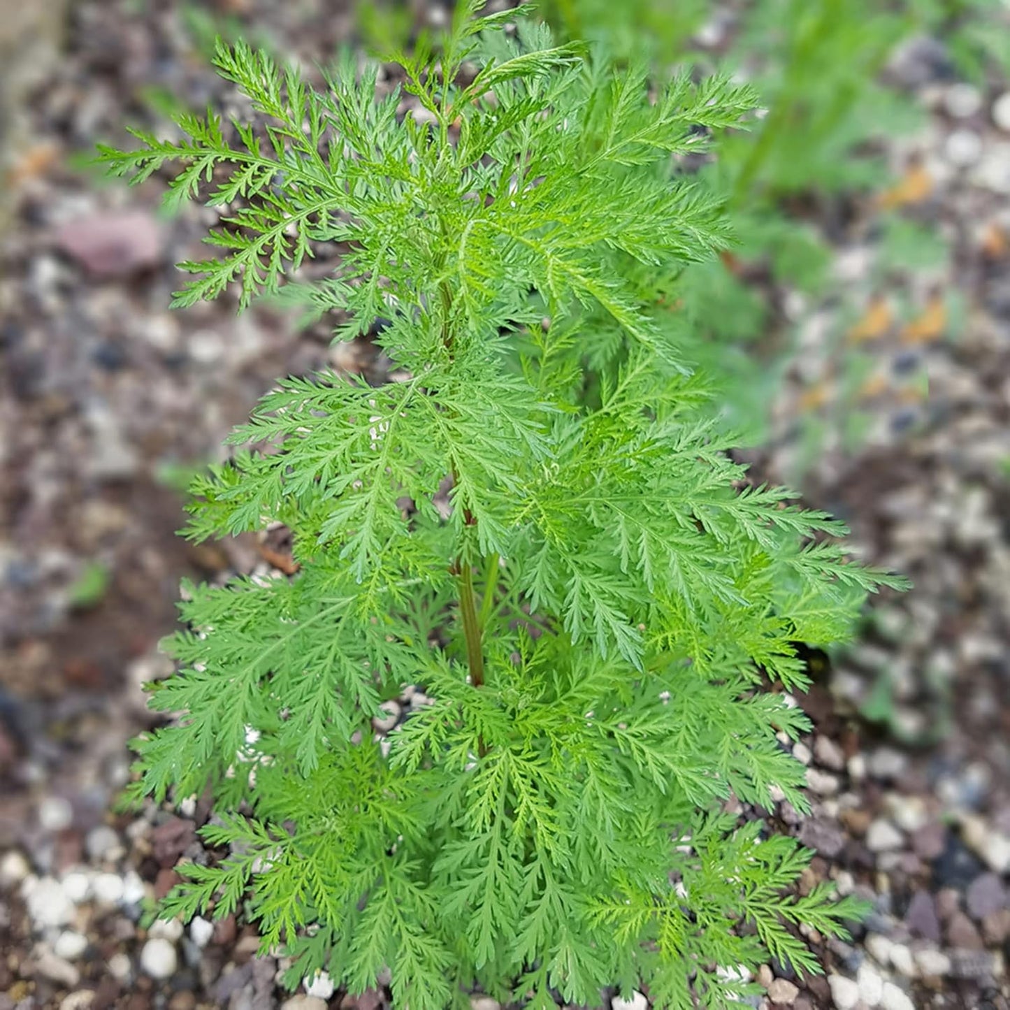 Artemisia Annua Herb Seeds