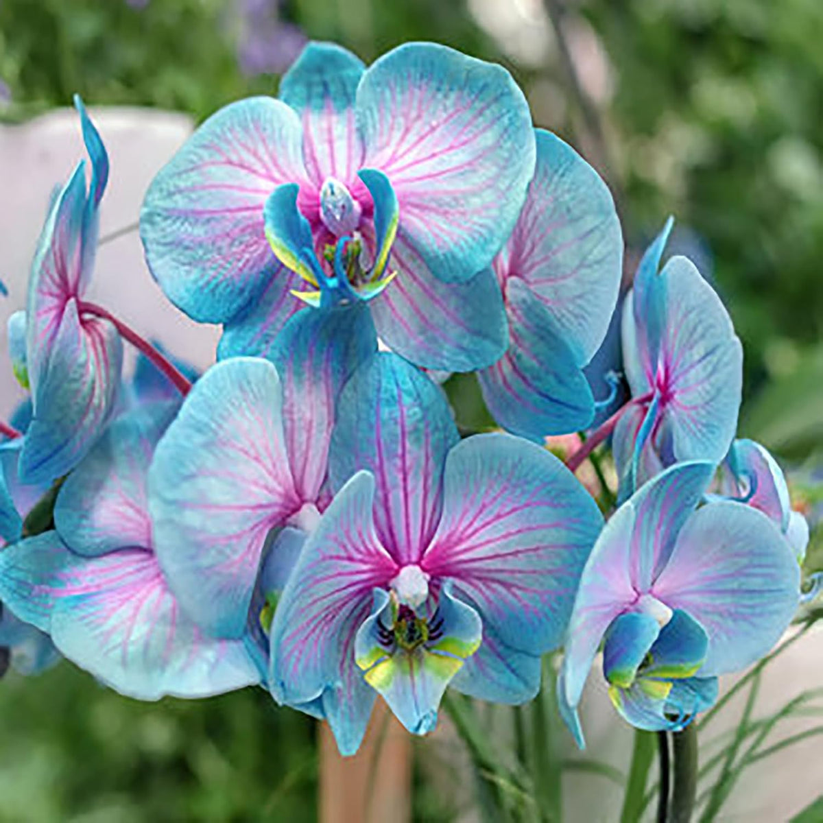 Blue Pink Butterfly Orchid Flower seeds for Planting - Shade Tolerant, Heirloom & GMO Free Seeds for Home Garden
 
 Sale seeds for planting in home garden