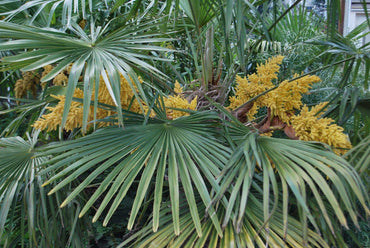 Trachycarpus Fortunei Flower Seeds